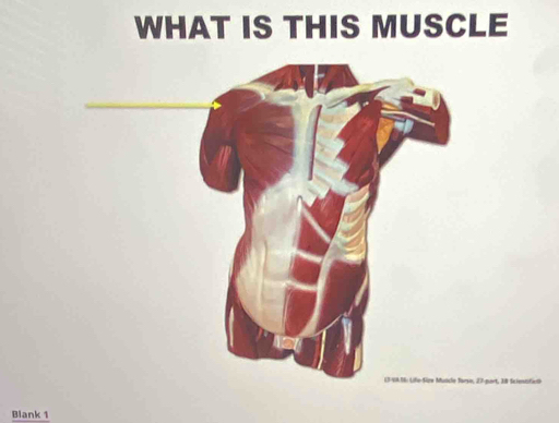 WHAT IS THIS MUSCLE 
Blank 1