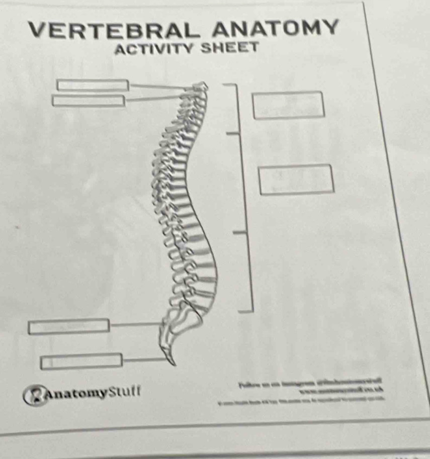 VERTEBRAL ANATOMY 
ACTIVITY SHEET 

Anatomy Stuff T c c