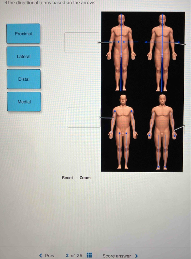 the directional terms based on the arrows.
Proximal
Lateral
Distal
Medial
Reset Zoom
Prev 2 of 26 Score answer