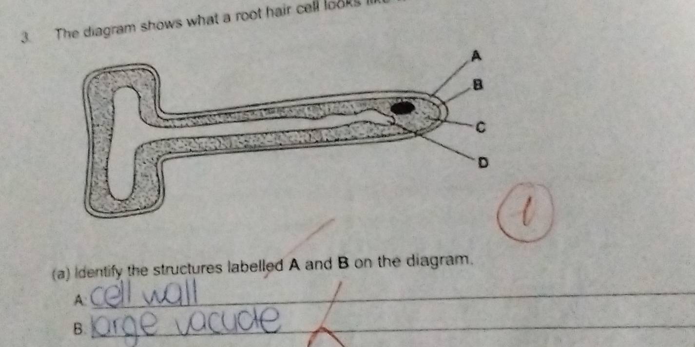 The diagram shows what a root hair cell looks 
(a) Identify the structures labelled A and B on the diagram. 
A: 
_ 
B._