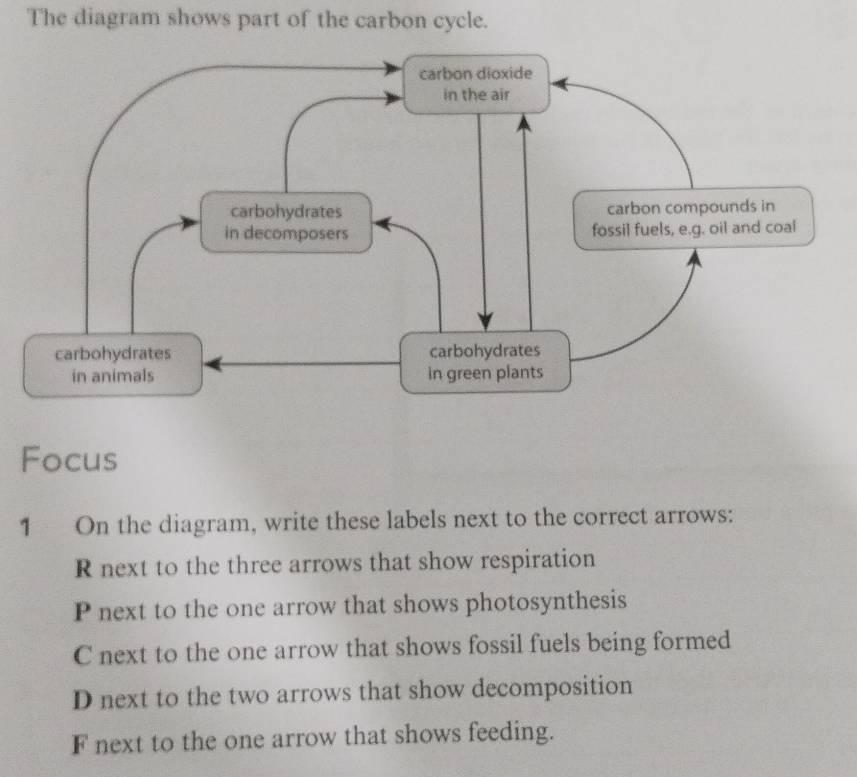 The diagram shows part of the carbon cycle. 
Focus 
1 On the diagram, write these labels next to the correct arrows: 
R next to the three arrows that show respiration 
P next to the one arrow that shows photosynthesis 
C next to the one arrow that shows fossil fuels being formed 
D next to the two arrows that show decomposition 
F next to the one arrow that shows feeding.