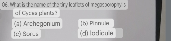 What is the name of the tiny leaflets of megasporophylls
of Cycas plants?
(a) Archegonium (b) Pinnule
(c) Sorus (d) lodicule