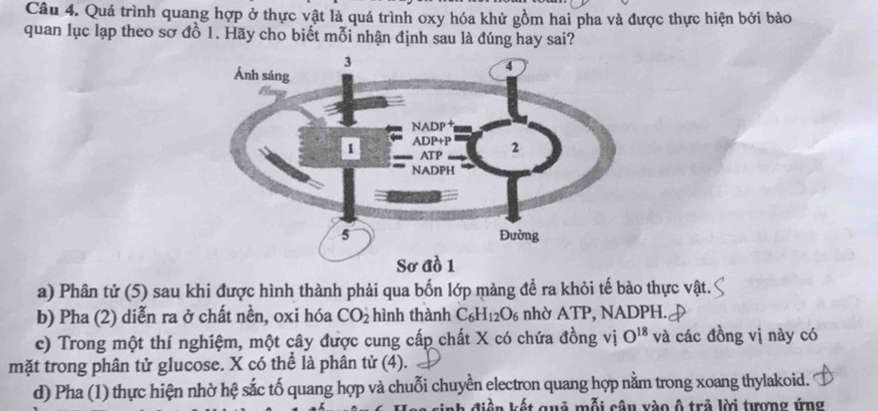 Quá trình quang hợp ở thực vật là quá trình oxy hóa khử gồm hai pha và được thực hiện bởi bảo
quan lục lạp theo sơ đồ 1. Hãy cho biết mỗi nhận định sau là đúng hay sai?
a) Phân tử (5) sau khi được hình thành phải qua bốn lớp màng để ra khỏi tế bào thực vật.
b) Pha (2) diễn ra ở chất nền, oxi hóa CO_2 hình thành C_6H_12O_6 nhờ ATP, NADPH.
c) Trong một thí nghiệm, một cây được cung cấp chất X có chứa đồng vị O^(18) và các đồng vị này có
mặt trong phân tử glucose. X có thể là phân tử (4).
d) Pha (1) thực hiện nhờ hệ sắc tố quang hợp và chuỗi chuyền electron quang hợp nằm trong xoang thylakoid.
điện kết quả mỗi câu vào ô trả lời tượng ứng