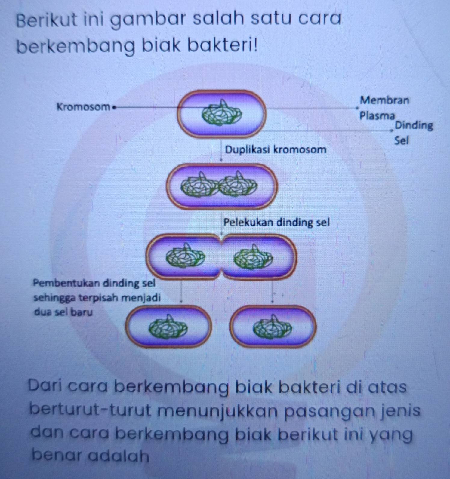 Berikut ini gambar salah satu cara 
berkembang biak bakteri! 
Dari cara berkembang biak bakteri di atas 
berturut-turut menunjukkan pasangan jenis 
dan cara berkembang biak berikut ini yang 
benar adalah