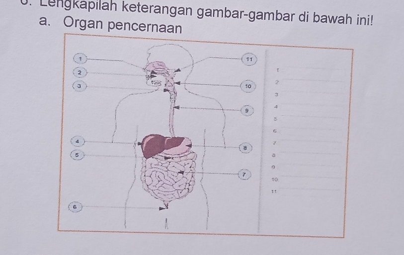 Lengkapilah keterangan gambar-gambar di bawah ini! 
a. Organ pencern