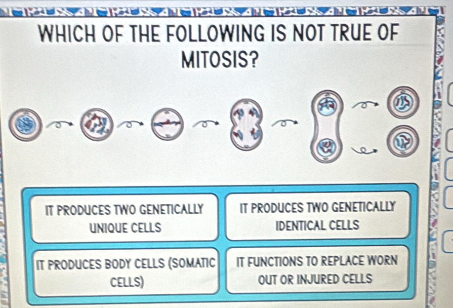 WHICH OF THE FOLLOWING IS NOT TRUE OF
MITOSIS?
IT PRODUCES TWO GENETICALLY IT PRODUCES TWO GENETICALLY
UNIQUE CELLS IDENTICAL CELLS
IT PRODUCES BODY CELLS (SOMATIC IT FUNCTIONS TO REPLACE WORN
CELLS) OUT OR INJURED CELLS