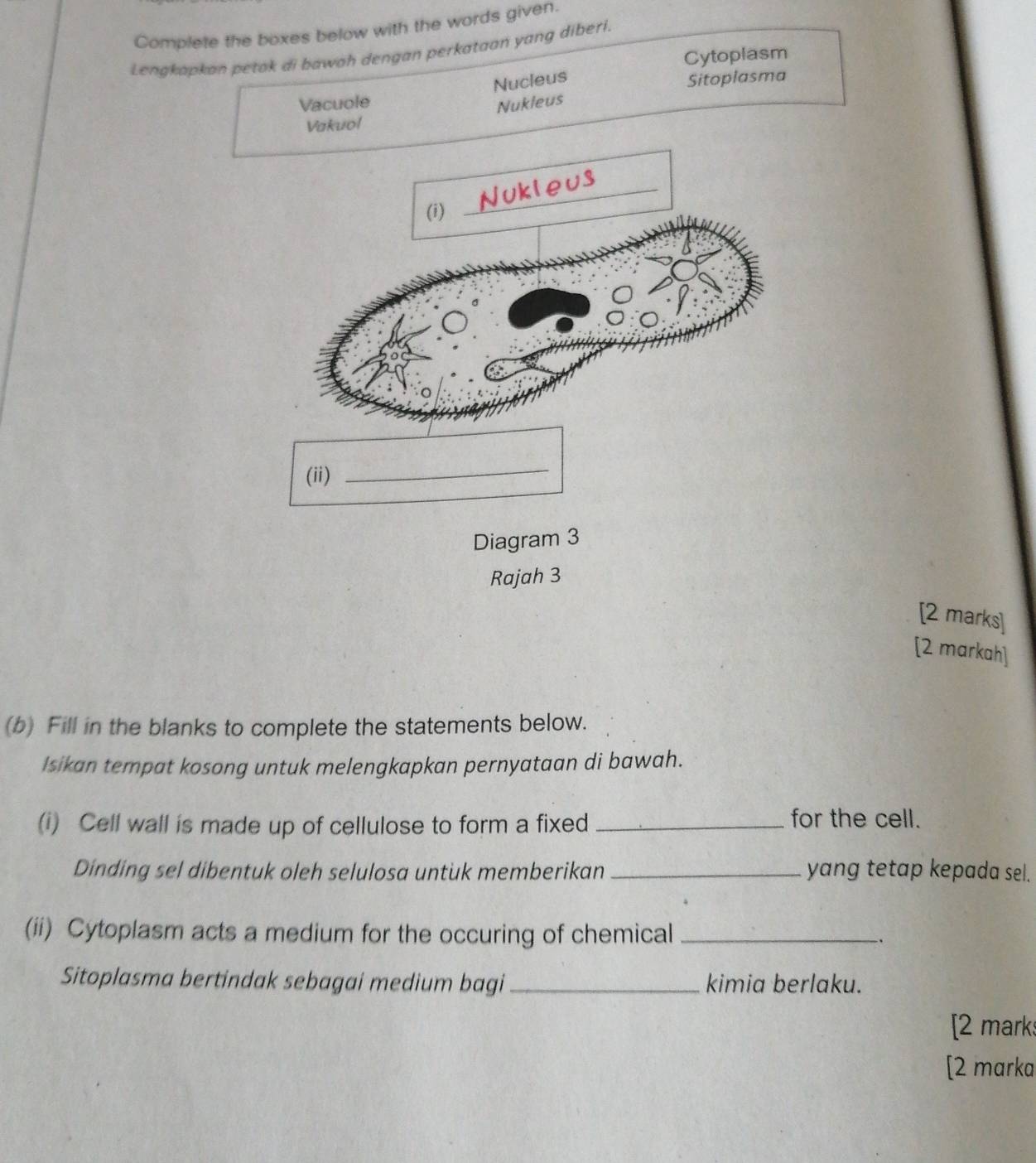 Complete the boxes below with the words given. 
Lengkapkan petak di bawah dengan perkataan yang diberi. 
Cytoplasm 
Nucleus 
Vacuole Sitoplasma 
Vakuol Nukleus 
(ii)_ 
Diagram 3 
Rajah 3 
[2 marks] 
[2 markah] 
(b) Fill in the blanks to complete the statements below. 
Isikan tempat kosong untuk melengkapkan pernyataan di bawah. 
(i) Cell wall is made up of cellulose to form a fixed_ 
for the cell. 
Dinding sel dibentuk oleh selulosa untuk memberikan _yang tetap kepada sel. 
(ii) Cytoplasm acts a medium for the occuring of chemical_ 、 
Sitoplasma bertindak sebagai medium bagi_ kimia berlaku. 
[2 mark 
[2 marka