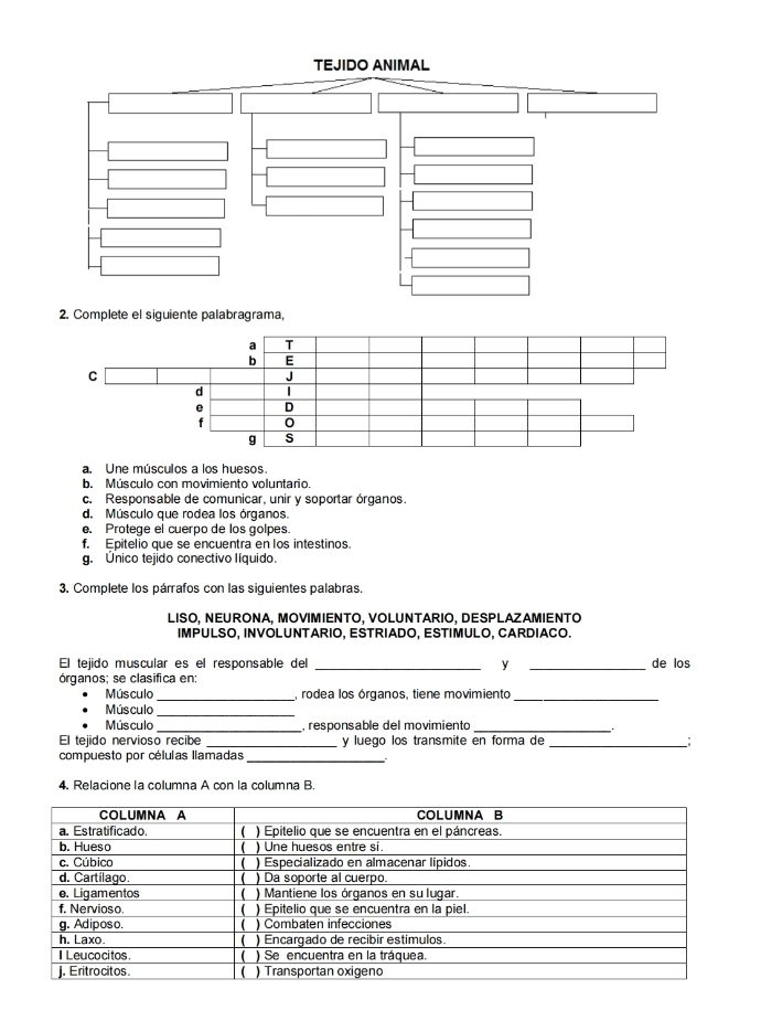 Complete el siguiente palabragrama, 
a Une músculos a los huesos 
b. Músculo con movimiento voluntario. 
c. Responsable de comunicar, unir y soportar órganos. 
d. Músculo que rodea los órganos 
e. Protege el cuerpo de los golpes 
f. Epitelio que se encuentra en los intestinos. 
a. Único tejido conectivo Iíquido. 
3. Complete los párrafos con las siguientes palabras. 
LISO, NEURONA, MOVIMIENTO, VOLUNTARIO, DESPLAZAMIENTO 
IMPULSO, INVOLUNTARIO, ESTRIADO, ESTIMULO, CARDIACO. 
El tejido muscular es el responsable del _y _de los 
órganos; se clasifica en: 
Músculo _, rodea los órganos, tiene movimiento_ 
Músculo_ 
Músculo _ responsable del movimiento_ 
El tejido nervioso recibe _y luego los transmite en forma de _: 
compuesto por células llamadas_ 
4. Relacione la columna A con la columna B.