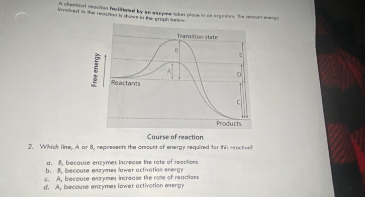 A chemical reaction facilitated by an enzyme takes place in an organism. The amount energy
involved in the reaction is shown in the graph below.
2. Which line, A or B, represents the amount of energy required for this reaction?
a. B, because enzymes increase the rate of reactions
b. B, because enzymes lower activation energy
c. A, because enzymes increase the rate of reactions
d. A, because enzymes lower activation energy