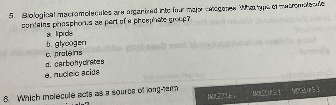 Biological macromolecules are organized into four major categories. What type of macromolecule
contains phosphorus as part of a phosphate group?
a. lipids
b. glycogen
c. proteins
d. carbohydrates
e. nucleic acids
MOLECULE 2 MOLECULE 3
6. Which molecule acts as a source of long-term
mole