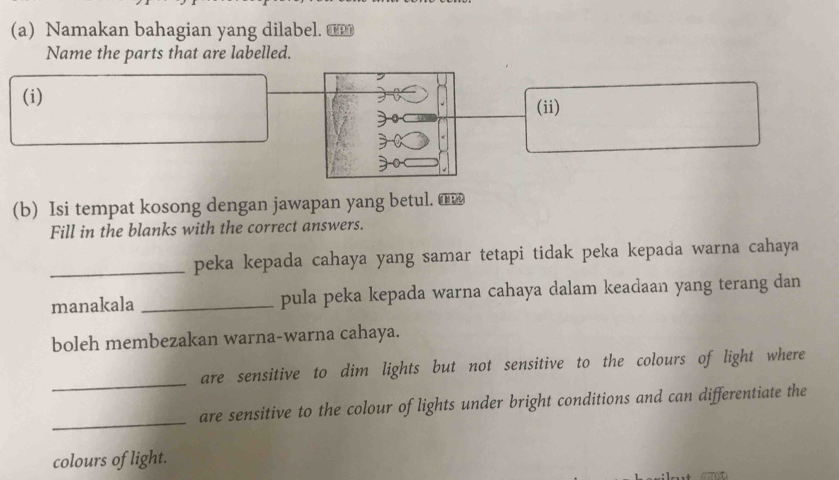 Namakan bahagian yang dilabel. 
Name the parts that are labelled. 
(i) 
(ii) 
(b) Isi tempat kosong dengan jawapan yang betul. €_ 
Fill in the blanks with the correct answers. 
_peka kepada cahaya yang samar tetapi tidak peka kepada warna cahaya 
manakala _pula peka kepada warna cahaya dalam keadaan yang terang dan 
boleh membezakan warna-warna cahaya. 
_ 
are sensitive to dim lights but not sensitive to the colours of light where 
_ 
are sensitive to the colour of lights under bright conditions and can differentiate the 
colours of light.