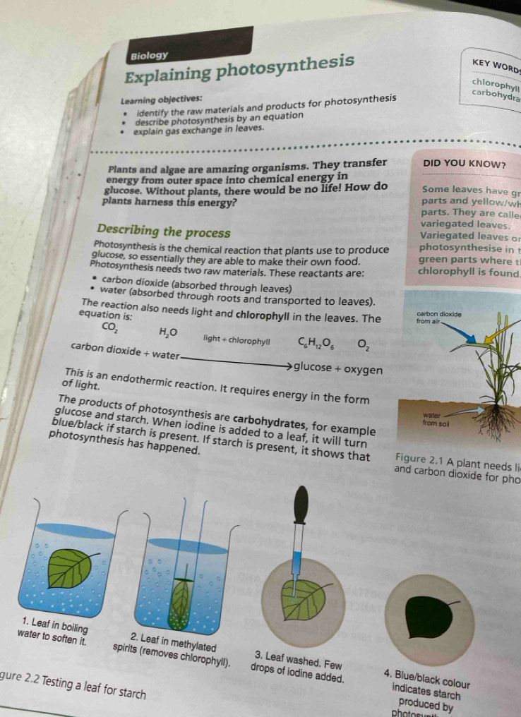 Biology 
Explaining photosynthesis 
KEY WORD 
chiorophyll 
carbohydra 
Learning objectives: 
identify the raw materials and products for photosynthesis 
describe photosynthesis by an equation 
explain gas exchange in leaves. 
Plants and algae are amazing organisms. They transfer DID YOU KNOW? 
energy from outer space into chemical energy in 
glucose. Without plants, there would be no life! How do 
Some leaves have gr 
plants harness this energy? parts and yellow/wl 
parts. They are calle 
variegated leaves. 
Describing the process Variegated leaves o 
Photosynthesis is the chemical reaction that plants use to produce photosynthesise in 
glucose, so essentially they are able to make their own food. green parts where t 
Photosynthesis needs two raw materials. These reactants are: chlorophyll is found 
carbon dioxide (absorbed through leaves) 
water (absorbed through roots and transported to leaves). 
The reaction also needs light and chlorophyll in the leaves. The 
equation is:
CO_2 H_2O light + chlorophyll C_6H_12O_6 O_2
carbon dioxide + water 
glucose + oxygen 
of light. 
This is an endothermic reaction. It requires energy in the form 
The products of photosynthesis are carbohydrates, for example 
glucose and starch. When iodine is added to a leaf, it will turn 
photosynthesis has happened. 
blue/black if starch is present. If starch is present, it shows that Figure 2.1 A plant needs li 
and carbon dioxide for pho 
1. Leaf in boiling 2. Leaf in methylated 3. Leaf washed, Few 
water to soften it. spirits (removes chiorophyll). drops of iodine added. 
4. Blue/black colour indicates starch 
gure 2.2 Testing a leaf for starch 
produced by