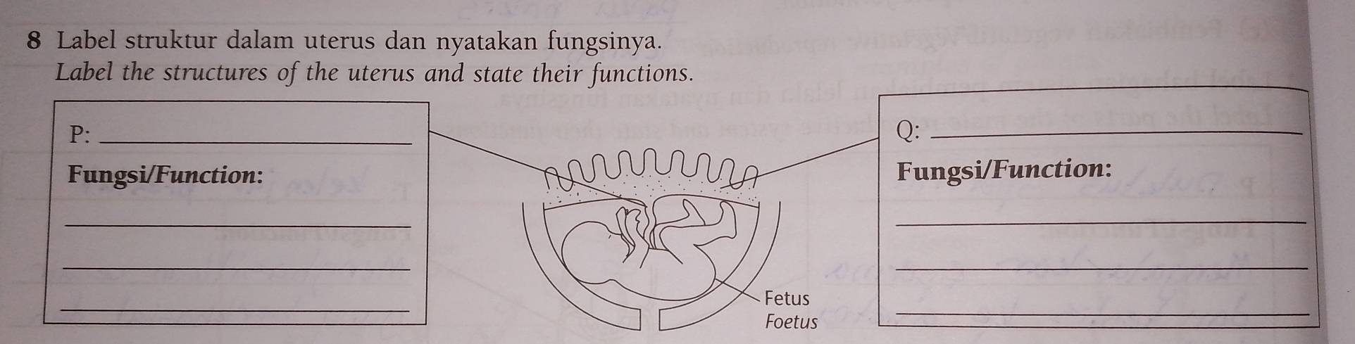 Selesai:Label struktur dalam uterus dan nyatakan fungsinya. Label the ...