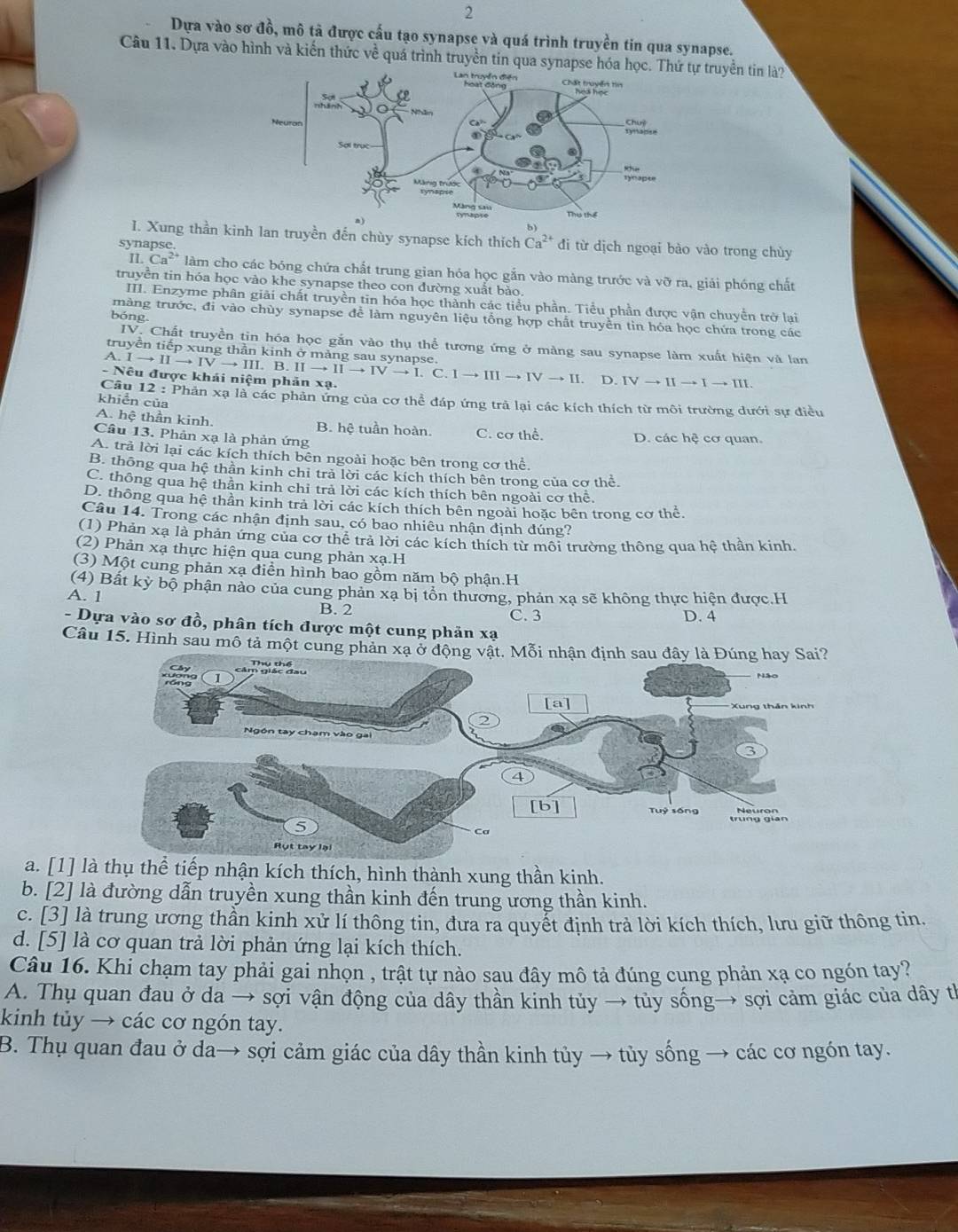 Dựa vào sơ đồ, mô tả được cấu tạo synapse và quá trình truyền tin qua synapse.
Câu 11. Dựa vào hình và kiến thức về quá trình truyền tin qua synapse hóa học. ự truyền tin là?
I. Xung thần kinh lan truyền đến chùy synapse kích thích Ca^(2+) đi từ dịch ngoại bào vào trong chùy
synapse.
II.Ca^(2+) làm cho các bóng chứa chất trung gian hóa học gắn vào màng trước và vỡ ra, giải phóng chất
truyền tin hóa học vào khe synapse theo con đường xuất bảo.
III. Enzyme phân giải chất truyền tin hóa học thành các tiểu phần. Tiểu phần được vận chuyển trở lại
bóng
tmàng trước, đi vào chùy synapse để làm nguyên liệu tổng hợp chất truyền tin hóa học chứa trong các
V. Chất truyền tin hóa học gắn vào thụ thể tương ứng ở màng sau synapse làm xuất hiện và lan
truyền tiền xứng thần kinh ở mà
- Nếu được khái niệm phản xạ. A.Ito IIto III.B.IIto IIto IIto I.C.Ito IIIto IVto II. ng sau synanse
D IVto IIto Ito III.
Câu 12 : Phản xạ là các phản ứng của cơ thể đáp ứng trả lại các kích thích từ môi trường dưới sự điều
khiển của
A. hệ thần kinh. B. hệ tuần hoàn. C. cơ thể. D. các hệ cơ quan.
Câu 13. Phản xạ là phản ứng
A. trả lời lại các kích thích bên ngoài hoặc bên trong cơ thể.
B. thông qua hệ thần kinh chỉ trả lời các kích thích bên trong của cơ thể.
C. thông qua hệ thần kinh chỉ trả lời các kích thích bên ngoài cơ thể.
D. thông qua hệ thần kinh trả lời các kích thích bên ngoài hoặc bên trong cơ thể
Câu 14. Trong các nhận định sau, có bao nhiêu nhận định đúng?
(1) Phản xạ là phản ứng của cơ thể trả lời các kích thích từ môi trường thông qua hệ thần kinh
(2) Phản xạ thực hiện qua cung phản xạ.H
(3) Một cung phản xạ điễn hình bao gồm năm bộ phận.H
(4) Bất kỳ bộ phận nảo của cung phản xạ bị tồn thương, phản xạ sẽ không thực hiện được.H
A. 1 B. 2
C. 3 D. 4
- Dựa vào sơ đồ, phân tích được một cung phản xạ
Câu 15. Hình sau mô tả một cung phản xạ ở động vật. Mỗi nhận định sa
a. [1] là thụ thể tiếp nhận kích thích, hình thành xung thần kinh.
b. [2] là đường dẫn truyền xung thần kinh đến trung ương thần kinh.
c. [3] là trung ương thần kinh xử lí thông tin, đưa ra quyết định trả lời kích thích, lưu giữ thông tin.
d. [5] là cơ quan trả lời phản ứng lại kích thích.
Câu 16. Khi chạm tay phải gai nhọn , trật tự nào sau đây mô tả đúng cung phản xạ co ngón tay?
A. Thụ quan đau ở da → sợi vận động của dây thần kinh tủy → tủy sống→ sợi cảm giác của dây th
kinh tủy → các cơ ngón tay.
B. Thụ quan đau ở da→ sợi cảm giác của dây thần kinh tủy → tủy sống → các cơ ngón tay.