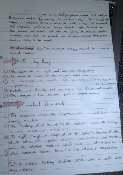 Eneyme is a terhany pioten stouture that coludger 
Biooyical readion by lavering the activation eneggy Ir has a complinds 
shape to sobirake. In has a active site which is sheve and complmat 
the subotake- which Parms Eneyre seletvak cample, the bond are 
then steres and disfocts and then are boken, the rake of readtion 
increases and then the products are relewed, Eneymes becomea froe 
and is ready to be reved 
Activation Energy: Ea, The minimom energy requleed for a suecoful 
chemoul reachon. 
The lokny they 
① The achive sile is sigid and down mak change shape. 
③ The substrake birds to the eneyme's adive sife. 
③ The sobstrke Bits exactly ino the active site. they are 
so it's ralsed 
completeeaty 
⑨ Products are Barmed and no longer But into the active site 
⑤ The ensyme is free to take park in anoher reachian 
Incued fit in model. 
①The sobstrate enters the eneymes adive site and birds toin 
forming the Fsc 
③ The binding of of the substrate molece incluses the chang 
In the shape of active site 
② The slight change in shape of the sp speciic tectiary struck 
of the active six cpplie stresses and diskosts the bands 
within the substeat moleule which lower to of the reachin 
④ when substrate leaves, the achive sife relurns to ongiead shape 
Fack A protein's festhiary struduce alters when is reacds colk 
ofter molewies.