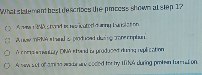 What statement best describes the process shown at step 1?
A new rRNA strand is replicated during translation.
A new mRNA strand is produced during transcription.
A complementary DNA strand is produced during replication.
A new set of amino acids are coded for by tRNA during protein formation.