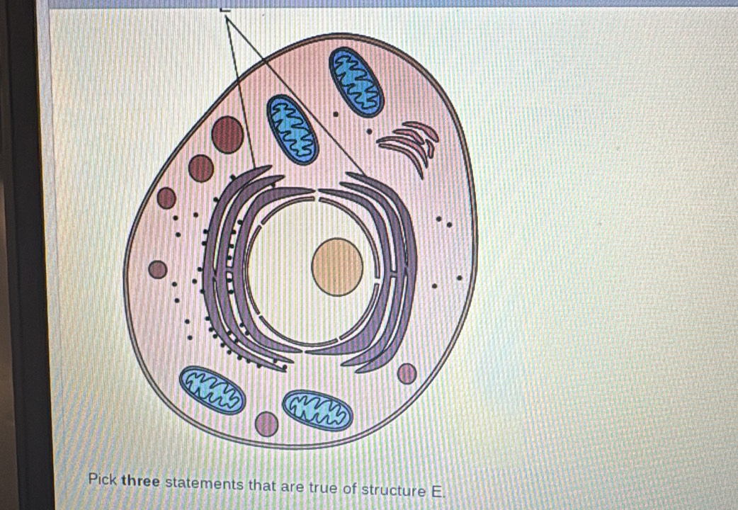 Pis that are true of structure E