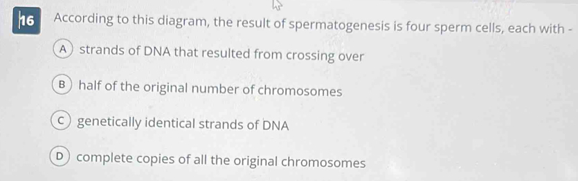 According to this diagram, the result of spermatogenesis is four sperm cells, each with -
A strands of DNA that resulted from crossing over
B half of the original number of chromosomes
c) genetically identical strands of DNA
D) complete copies of all the original chromosomes