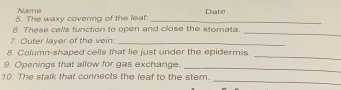 Name 
5. The waxy covering of the leaf: _Date 
6. These cells function to open and close the stomata. 
_ 
7. Outer layer of the vein:_ 
_ 
8. Column-shaped cells that lie just under the epidermis 
_ 
9. Openings that allow for gas exchange. 
_ 
10. The stalk that connects the leaf to the stem.