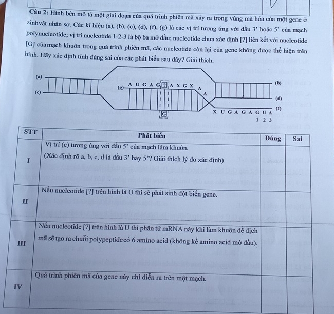Hình bên mô tả một giai đoạn của quá trình phiên mã xảy ra trong vùng mã hóa của một gene ở
sinhvật nhân sơ. Các kí hiệu (a), (b), (c), (d), (f), (g) là các vị trí tương ứng với đầu 3' hoặc 5' của mạch
polynucleotide; vị trí nucleotide 1-2-3 là bộ ba mở đầu; nucleotide chưa xác định [?] liên kết với nucleotide
[G] củamạch khuôn trong quá trình phiên mã, các nucleotide còn lại của gene không được thể hiện trên
hình. Hãy xác định tính đúng sai của các phát biểu sau đây? Giải thích.