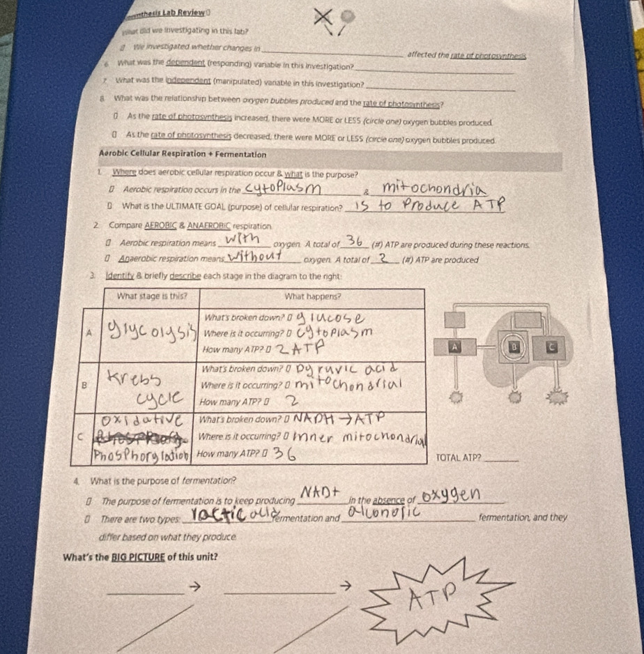 wnthesis Lab Review
hat did we investigating in this lab?
g We investigated whether changes in _affected the rate of photosynthesis
_
What was the dependent (responding) vanable in this investigation?
_
y what was the independent (manipulated) variable in this investigation?
8 What was the relationship between oxygen bubbles produced and the rate of photosinthess?
( As the rate of photosynthesis increased, there were MORE or LESS (circle one) oxygen bubbles produced.
[ As the rate of photosynthesis decreased, there were MORE or LESS (circie one) oxygen bubbles produced.
Aerobic Cellular Respiration + Fermentation
1 Where does aerobic cellular respiration occur & what is the purpose?
_
[ Aerobic respiration occurs in the_ &
D What is the ULTIMATE GOAL (purpose) of cellular respiration?_
2 Compare AEROBIC & ANAEROBIC respiration
€ Aerobic respiration means _oxygen. A total of_ (#) ATP are produced during these reactions.
€ Anaerobic respiration means._ oxygen. A total of_ (#) ATP are produced
3. Identify 8 briefly describe each stage in the diagram to the right:
AL ATP?_
4. What is the purpose of fermentation?
NKD
€ The purpose of fermentation is to keep producing_ in the absence of_
[ There are two types:_ termentation and_ fermentation, and they
differ based on what they produce.
What's the BIG PICTURE of this unit?
_
_