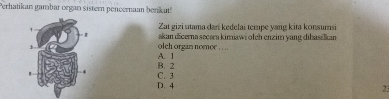 Perhatikan gambar organ sistem pencernaan berikut!
Zat gizi utama dari kedelai tempe yang kita konsumsi
akan dicerna secara kimiawi oleh enzim yang dihasilkan
oleh organ nomor .. .
A. 1
B. 2
C. 3
D. 4
23