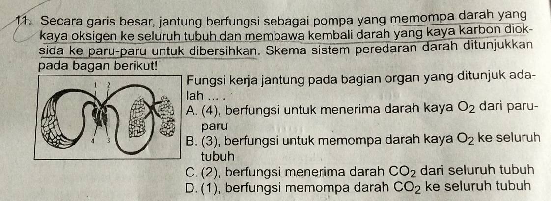 Secara garis besar, jantung berfungsi sebagai pompa yang memompa darah yang
kaya oksigen ke seluruh tubuh dan membawa kembali darah yang kaya karbon diok-
sida ke paru-paru untuk dibersihkan. Skema sistem peredaran darah ditunjukkan
pada bagan berikut!
Fungsi kerja jantung pada bagian organ yang ditunjuk ada-
ah ... .. (4), berfungsi untuk menerima darah kaya O_2 dari paru-
paru. (3), berfungsi untuk memompa darah kaya O_2 ke seluruh
tubuh
C. (2) , berfungsi menerima darah CO_2 dari seluruh tubuh
D. (1), berfungsi memompa darah CO_2 ke seluruh tubuh