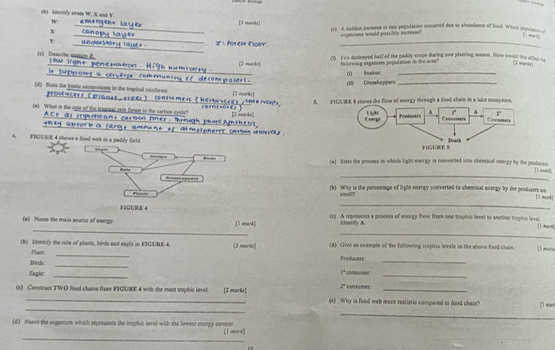 Identify strata W, X and Y.
w: emergent laue [3 marks] (e) A sudden increase in rats population occurred due to abundance of food. Which population of
X  canopy layer organisms would possibly increase?
[i mark]
Y: understory layer . Z： forest floav_
(c) Describe stratum Z (f) Fire destroyed half of the paddy crops during one planting season. How would this affect te
[2 marks] following organism population in the area?
[2 marka]
penetratron . High humrorty 
(1) Snakes_
l  su pn o  n  s g community or decomposers .
(I) Grasshoppers:_
(d) State the biotic components in the tropical rainforest. [2 mark]  n rvores
proolucers (   (o nsumers Cher
(e) What is the role of the tropical rain forest in the carbon cycle? carn (vöre [2 marks] 5. FIGURE 5 shows the flow of energy through a food chain in a lake ecosystem
ACt as segnificant carbon Sinef . Thr 
h     a   s o b a l  G  oherrt carbon atxro
4. FIGURE 4 shows a food web in a paddy field. 
  
Birsts (a) State the process in which light energy is converted inso chemical energy by the producers [l nai
Nuts Gresshappers
_
(b) Why is the percentage of light energy converted to chemical energy by the producers sre
Finists small?
_
[1 mark]
FIGURE 4 (c) A represents a process of energy flow from one trophic level to another trophic level.
_
(a) Name the main source of energy. [l mark] Idontify A. [1 mark
_
(b) Identify the role of plants, birds and eagle in FIGURE 4. [3 marks] (d) Give an example of the following trophic levels in the above food chain 13 mariu
Plant: _Producers
_
Birds: _ consumer :_
Eagle:_
1°
2°
(c) Construct TWO food chains from FIGURE 4 with the most trophic level. [2 marks] consumer:_
_
_
(e) Why is food web more realistic compared to food chain? [l mar
_
(d) Name the organism which represents the trophic level with the lowest energy content
_
[1 mark]