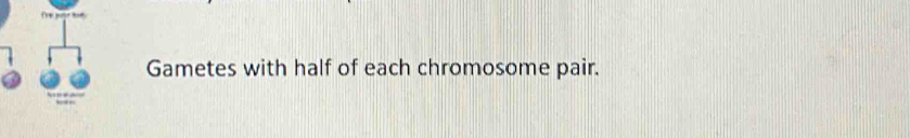 Gametes with half of each chromosome pair.