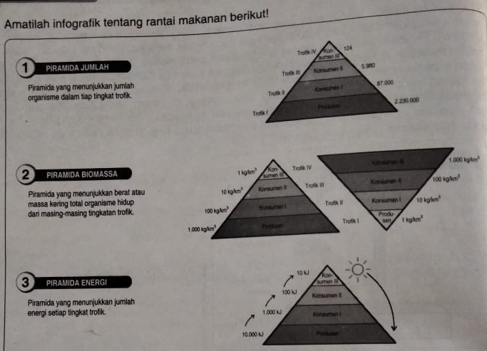 Amatilah infografik tentang rantai makanan berikut!
1 PIRAMIDA JUMLAH
Piramida yang menunjukkan jumlah
organisme dalam tiap tingkat trofik.
2 PIRAMIDA BIOMASSA
Piramida yang menunjukkan berat atau
massa kering total organisme hidup 
dari masing-masing tingkatan trofik.
3 PIRAMIDA ENERGI
Piramida yang menunjukkan jumlah
energi setiap tingkat trofik.