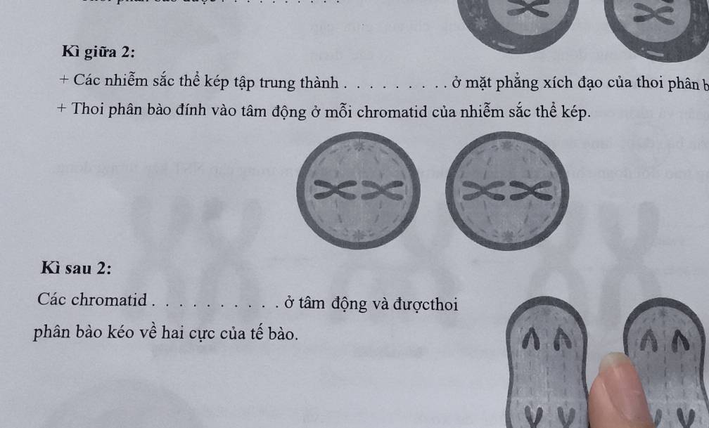 Kì giữa 2: 
+ Các nhiễm sắc thể kép tập trung thành . _ ở mặt phẳng xích đạo của thoi phân b 
+ Thoi phân bào đính vào tâm động ở mỗi chromatid của nhiễm sắc thể kép. 
Kì sau 2: 
Các chromatid . _ở tâm động và đượcthoi 
phân bào kéo về hai cực của tế bào.