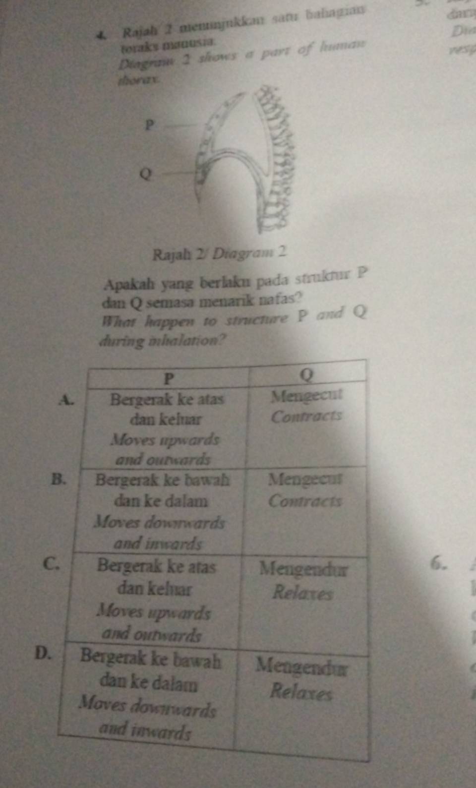 Rajah 2 menunjukkan satu bahagian 
dary 
Di 
toraks manusia 
Diagrawm 2 shows a part of human 
vesp 
Rajah 2/ Diagram 2 
Apakah yang berlaku pada struktur P
dan Q semasa menarik nafas? 
What happen to structure P and Q
during inhalation? 
6. 
D