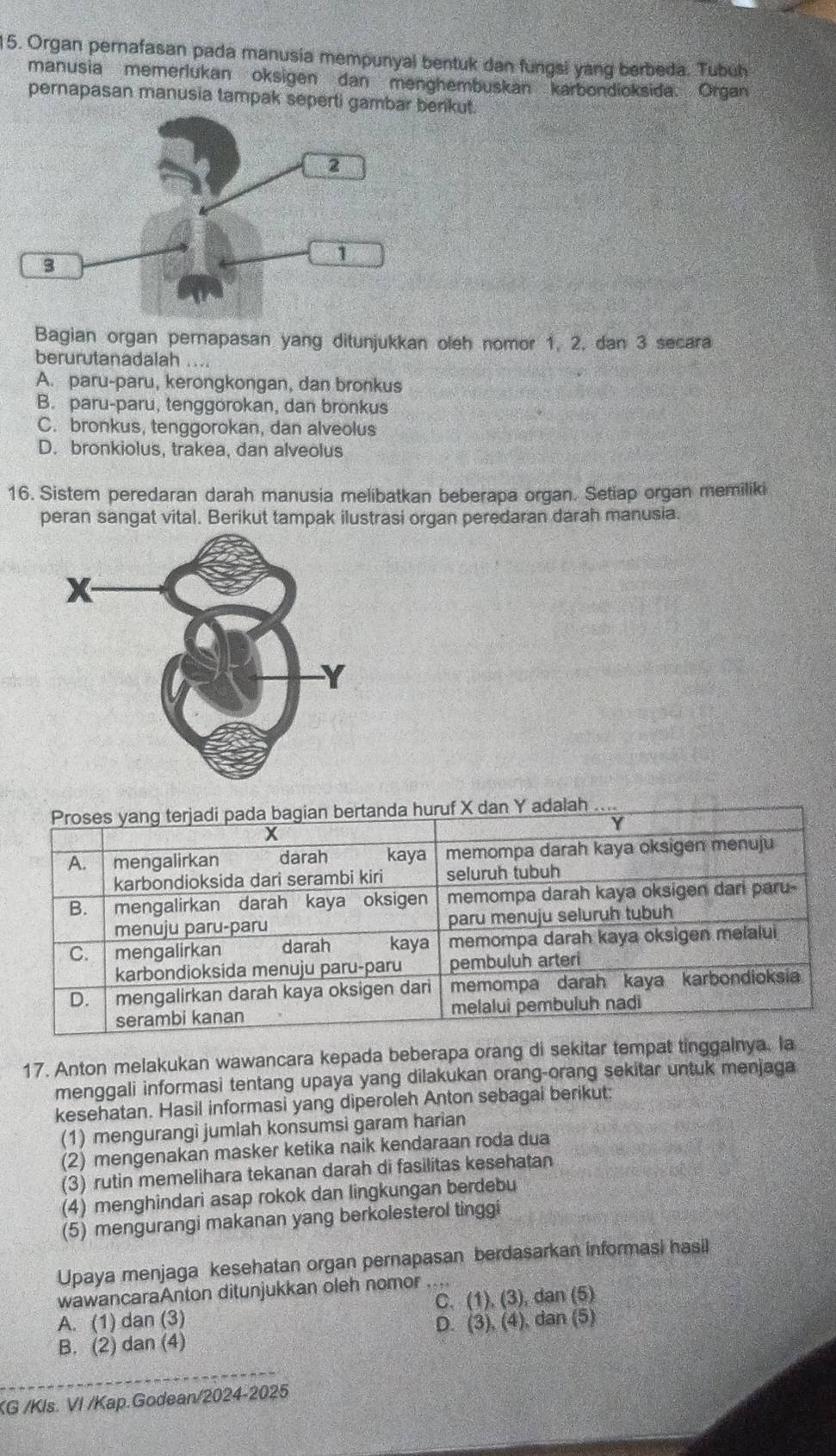 Organ pernafasan pada manusia mempunyal bentuk dan fungsi yang berbeda. Tubuh
manusia memerlukan oksigen dan menghembuskan karbondioksida. Organ
pernapasan manusia tampak seperti gambar berkut.
Bagian organ pernapasan yang ditunjukkan oleh nomor 1, 2, dan 3 secara
berurutanadalah ....
A. paru-paru, kerongkongan, dan bronkus
B. paru-paru, tenggorokan, dan bronkus
C. bronkus, tenggorokan, dan alveolus
D. bronkiolus, trakea, dan alveolus
16. Sistem peredaran darah manusia melibatkan beberapa organ. Setiap organ memiliki
peran sangat vital. Berikut tampak ilustrasi organ peredaran darah manusia.
dan Y adalah
17. Anton melakukan wawancara kepada beberapa orang di sekitar tempat tinggalnya. la
menggali informasi tentang upaya yang dilakukan orang-orang sekitar untuk menjaga
kesehatan. Hasil informasi yang diperoleh Anton sebagai berikut:
(1) mengurangi jumlah konsumsi garam harian
(2) mengenakan masker ketika naik kendaraan roda dua
(3) rutin memelihara tekanan darah di fasilitas kesehatan
(4) menghindari asap rokok dan lingkungan berdebu
(5) mengurangi makanan yang berkolesterol tinggi
Upaya menjaga kesehatan organ pernapasan berdasarkan informasi hasil
wawancaraAnton ditunjukkan oleh nomor ,,
A. (1) dan (3) C. (1), (3), dan (5)
B. (2) dan (4) D. (3), (4), dan (5)
KG /Kls. VI /Kap.Godean/2024-2025