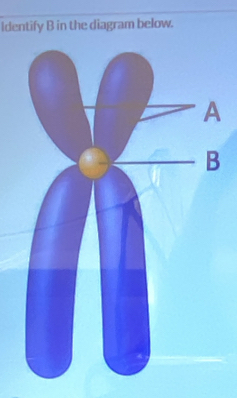 Identify B in the diagram below.