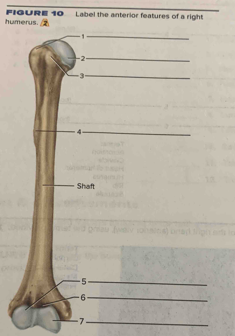 FIGURE 10 Label the anterior features of a right 
humerus. 
_1 
_2 
_3 
4 
_Shaft 
5 
6 
7