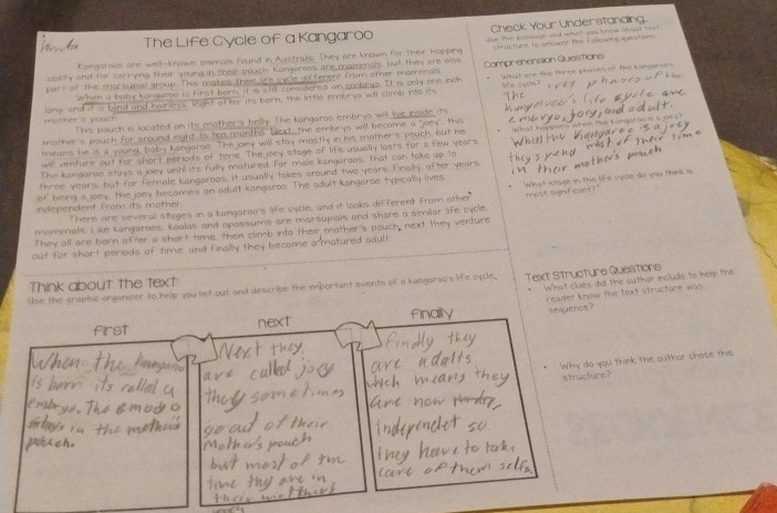 The Life Cycle of a Kangaroo Check Your Understanding.
Kongaroos are well-known anmals found in Austrais. They are known for their hopping Joe the passson and what you bnow about te 
abslity and for carrying their young in their pouch Kongaroos are momonals, but they are also structure to onower the followers questions
part of the morcupial group. This makes their life cycle infferent From other enammals Comprehension Questions
When a baby kangarng is first bohn it is still considered an gpebrve. It is cnly one ish What are the three phases of the Kansaron s
Wi m cean ?
mother s poutn. lang, and it is bind and hairless. R gnt at ter its born, the little embryo will climb nto its
This pauch is lacated an its mother's belly. The kangarop embryp will lve mode its
mother's pouch for around eight to ten mounths Sext, the embrya will become a "jaey", this
will venture out for short periods of time. The joey stage of life usually lasts for a few years lk at hapgers wheen the Lomaar no is a ps  .
means he is a young, baby kangaroo. The jony will stay mostly in his mother's pouch, but he
The kangaroo stays a joey until its fully matured. For male kangaroos, that can take up to
three years, but for female kangaroos, it usually takes around two years. Finaily, after years
of being a joey, the joey becomes an adult kangaroo. The adult kangarso typically lives
There are several stages in a kangaroo's life cycle, and it looks different from other What stage in the life cycle do you think is
independent from its mother
manmats. I ike kangaroos, koalas and opossums are marsupiols and share a simlar life cycle most signficant?"
They all are born after a short tie then climb into their mother's pouch, next they venture
out for short periods of time, and finally they become a matured adult
Think about the text
Use the graphic organizer to help you list out and describe the important events of a kangarso's life cycle. Text Structure Questions
sequence?
first
next What clues did the outhor include to help the
reader know the text structure was
Why do you think the author chose this
structure?
