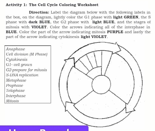 Solved: Activity 1: The Cell Cycle Coloring Worksheet Direction: Label ...