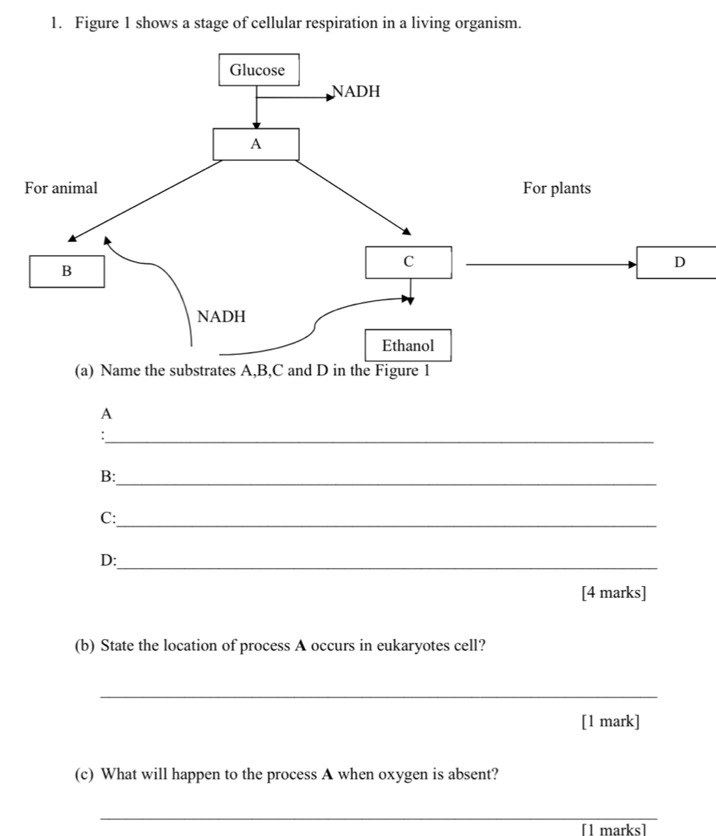 Figure 1 shows a stage of cellular respiration in a living organism. 
Glucose 
NADH 
A 
For animal For plants 
B 
C 
D 
NADH 
Ethanol 
(a) Name the substrates A, B, C and D in the Figure 1 
A 
_: 
B:_ 
C:_ 
D:_ 
[4 marks] 
(b) State the location of process A occurs in eukaryotes cell? 
_ 
[1 mark] 
(c) What will happen to the process A when oxygen is absent? 
_ 
[1 marks]