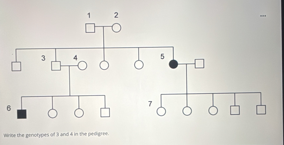 Write the genotypes of 3 and 4 in the pedigree.