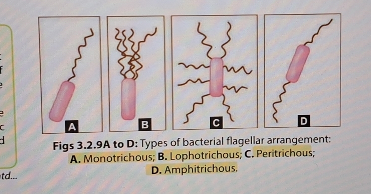 Figs 3.2.9A to D: Types of bacterial flagellar arrangement:
A. Monotrichous; B. Lophotrichous; C. Peritrichous;
td... D. Amphitrichous.