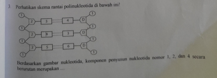 Perhatikan skema rantai polinukleotida di bawah ini! 
Berdasarkan gambar nukleotida, komponen penyusun nukleotida nomor 1, 2, dan 4 secara 
berurutan merupakan ....