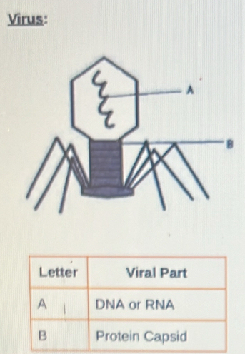 Virus: