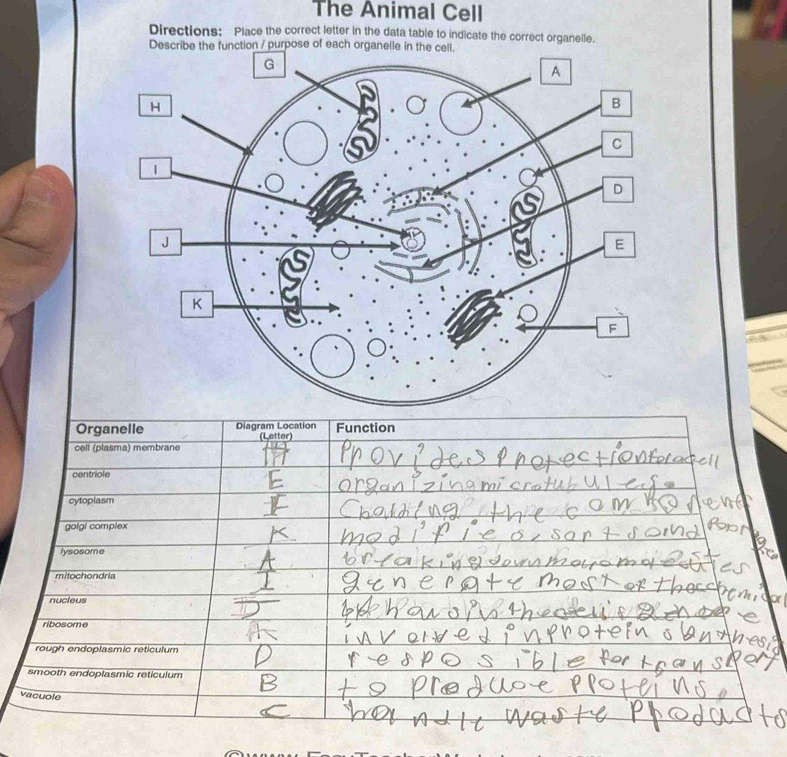 Solved: The Animal Cell Directions: Place the correct letter in the ...