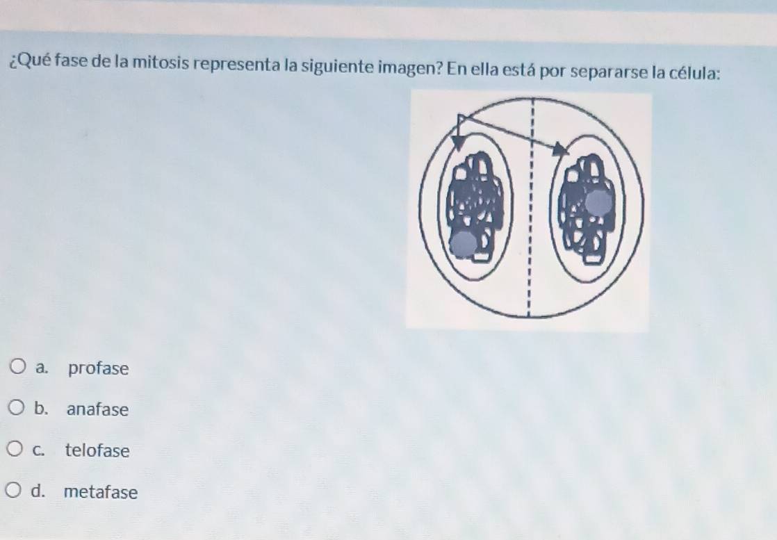 ¿Qué fase de la mitosis representa la siguiente imagen? En ella está por separarse la célula:
a. profase
b. anafase
c. telofase
d. metafase