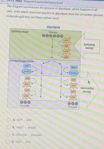 Exam: Semester 2 Computer-Scored Exam
The diagram summarizes the process of glycolysis, which happens in all
cells. After which chemical reaction in glycolysis does the six-carbon glucose
molecule split into two three carbon ions?
A. ATP-ADP
B. NAD^+=NADH
C. Glucose -- pyruvate
D. ADP=ATP