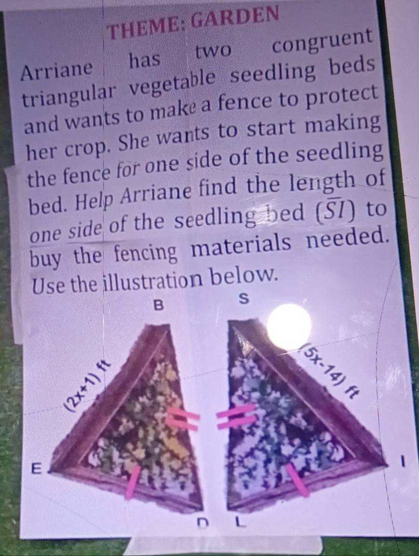 THEME: GARDEN 
Arriane has two congruent 
triangular vegetable seedling beds 
and wants to make a fence to protect 
her crop. She wants to start making 
the fence for one side of the seedling 
bed. Help Arriane find the length of 
one side of the seedling bed (51) to 
buy the fencing materials needed. 
Use the illustration below. 
B 
S
x||
(5x-14)
ft
E 
1 
D L