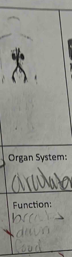 Organ System: 
Function: