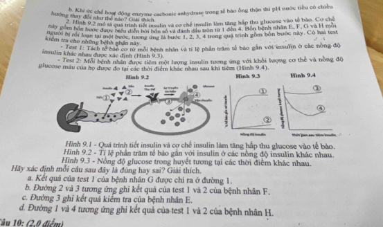 hi Khi ức chế hoạt động enzyme cacbonic anhydrase trong tế bào ông thận thì pH4 nước tiểu có chiều
hướng thay đổi như thể nào? Giải thích
2. Hình 9,2 mô tả qua trình tổi insulin và cơ chế insulin làm tăng háp thu glucose vào tế bào. Cơ chế
Đờ Bồm bốn hước được biểu điễn bởi bón độ và đanh đầu tròn từ 1 đến 4. Bón bệnh nhân E. F. G và H môi
iểtời bị rồi loạn tại một bước, tương ứng là bước T. 2. 3. 4 trong qua trình gồm bốn bước này. Cộ hai test
Kiêm tra cho những bệnh nhẩn này.
- Test 1: Tách tế bao cơ từ mỗi bệnh nhân và tỉ lệ phần trăm tế bào gần với insulin ở các nòng độ
insulin khác nhau được xác định (Hình 9.3).
- Test 2: Mỗi bệnh nhân được tiêm một lượng insulin tương ứng với khổi lượng cơ thể và nồng độ
glucose máu của họ được đo tại các thời điểm khác nhau sau khi tiêm (Hình 9.4).
Hình 9.1 - Quá trình tiết insulin và cợ chế insulin làm tăng hấp thu glucose vào tế bào.
Hình 9.2 - Tỉ lệ phần trăm tế bào gắn với insulin ở các nồng độ insulin khác nhau.
Hình 9.3 - Nồng độ glucose trong huyết tương tại các thời điểm khác nhau.
Hãy xác định mỗi câu sau đây là đúng hay sai? Giải thích.
a. Kết quả của test 1 của bệnh nhân G được chỉ ra ở đường 1.
b. Đường 2 và 3 tương ứng ghi kết quả của test 1 và 2 của bệnh nhân F.
c. Đường 3 ghi kết quá kiểm tra của bệnh nhân E.
d. Đường 1 và 4 tương ứng ghi kết quả của test 1 và 2 của bệnh nhân H.
Tâu 10: (2.0 điểm)