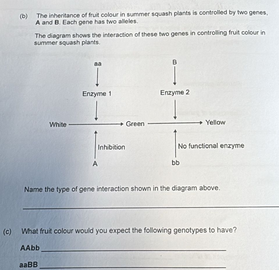 The inheritance of fruit colour in summer squash plants is controlled by two genes, 
A and B. Each gene has two alleles. 
The diagram shows the interaction of these two genes in controlling fruit colour in 
summer squash plants. 
Name the type of gene interaction shown in the diagram above. 
_ 
(c) What fruit colour would you expect the following genotypes to have? 
AAbb_ 
aaBB_