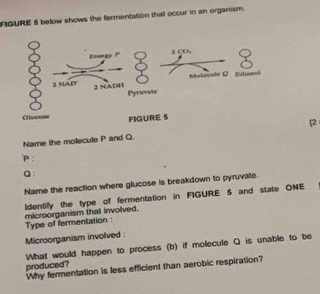 FIGURE 5 below shows the fermentation that occur in an organism.
[2
Name the molecule P and Q.
P:
Q:
Name the reaction where glucose is breakdown to pyruvate.
Identify the type of fermentation in FIGURE 5 and state ONE
microorganism that involved.
Type of fermentation :
Microorganism involved :
What would happen to process (b) if molecule Q is unable to be
produced?
Why fermentation is less efficient than aerobic respiration?